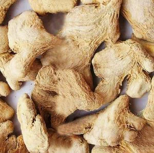 탈수 생강 뿌리